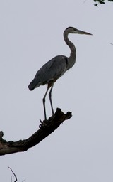 Heron, Great Blue2