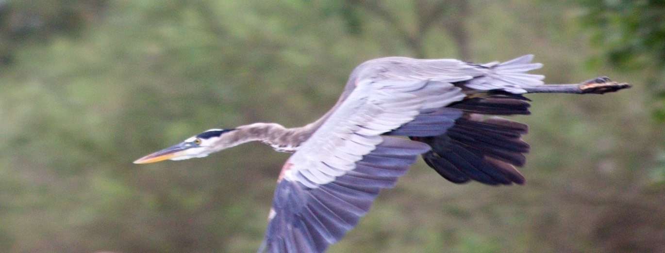 Heron, Great Blue4