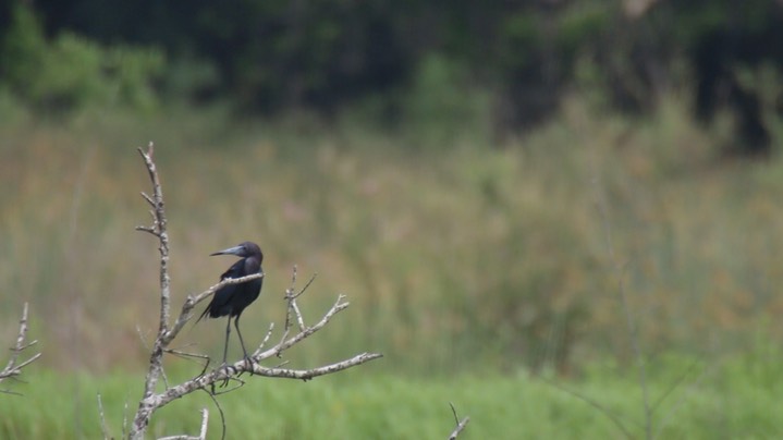 Heron, Little Blue (Texas)