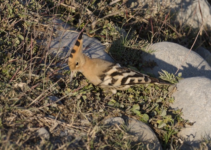 Hoopoe, Common  Upupa epops2
