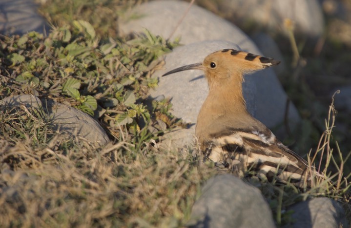 Hoopoe, Common  Upupa epops3