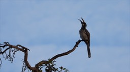 Hornbill, African Grey Senegal 5