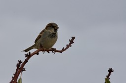 House Sparrow, Passer domesticus