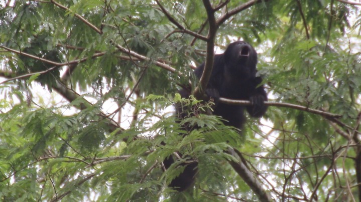 Howler, Mexican 1