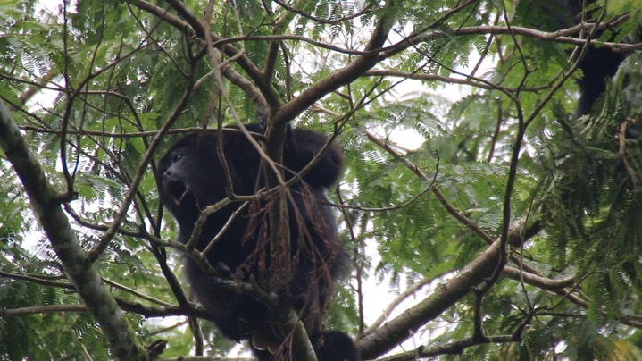 Howler, Mexican 2