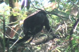 Howler-Monkey, Mantled