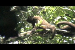 Howler-Monkey, Red 1