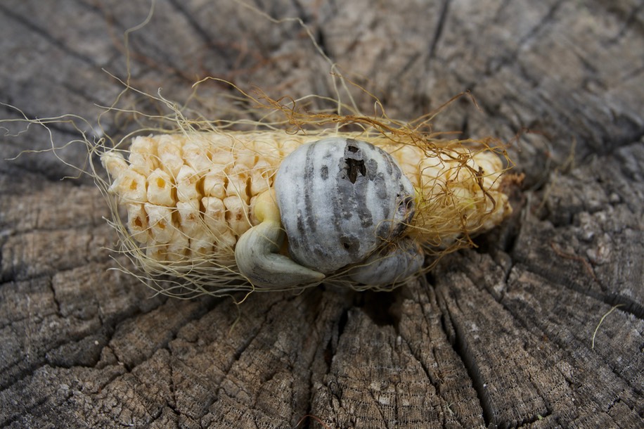 huitlacoche