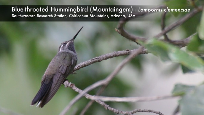 Hummingbird, Blue-throated 1