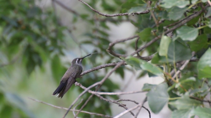 Hummingbird, Blue-throated 2