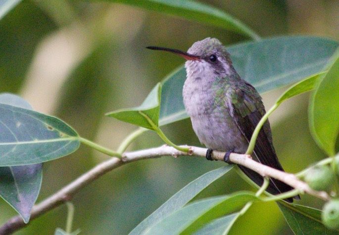 Hummingbird, Broad-billed12