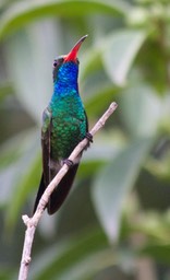 Hummingbird, Broad-billed13