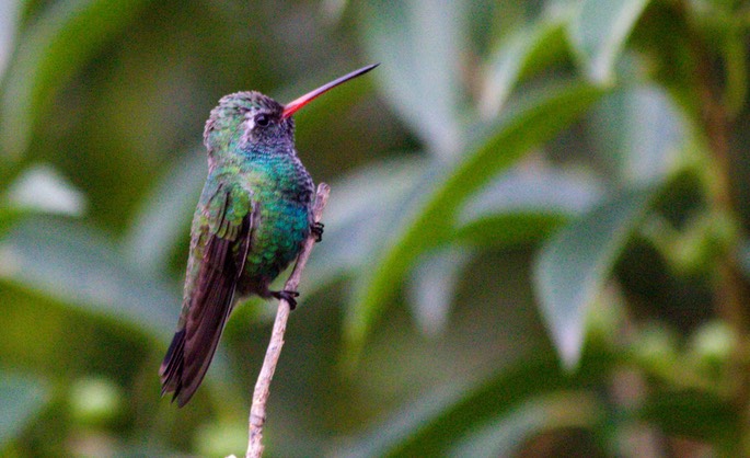 Hummingbird, Broad-billed14