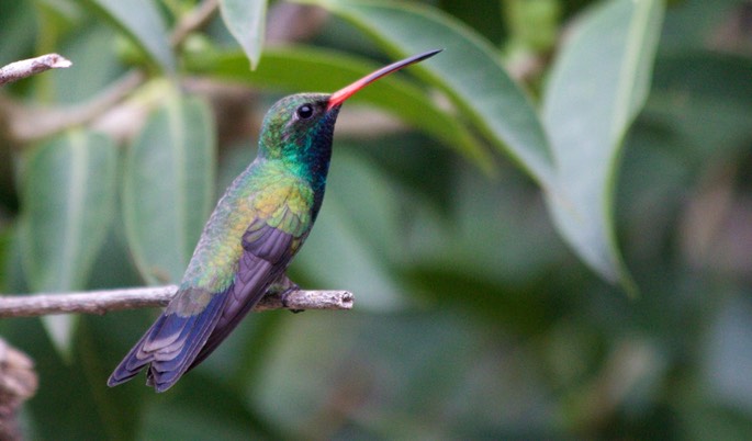 Hummingbird, Broad-billed15