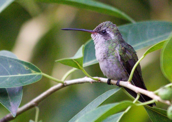 Hummingbird, Broad-billed16