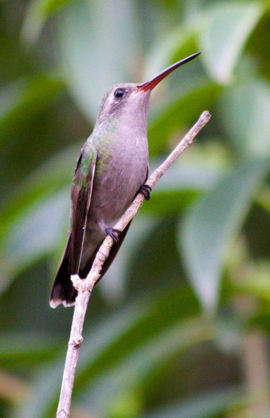 Hummingbird, Broad-billed18