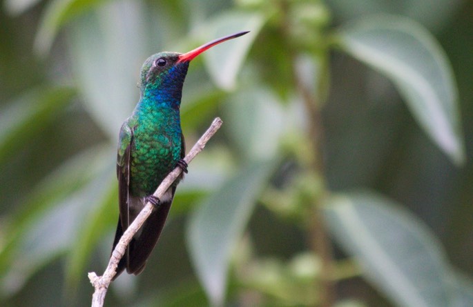 Hummingbird, Broad-billed19