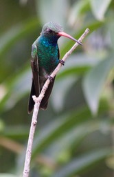 Hummingbird, Broad-billed2