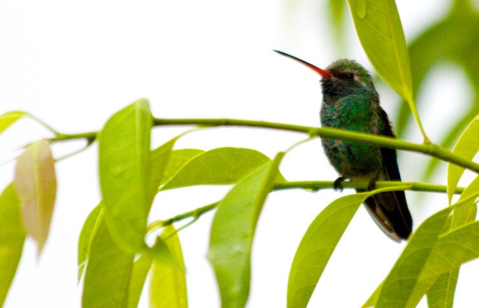 Hummingbird, Broad-billed8