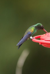 Hummingbird, Copper-rumped2