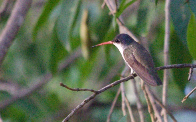 Hummingbird, Violet-crowned10