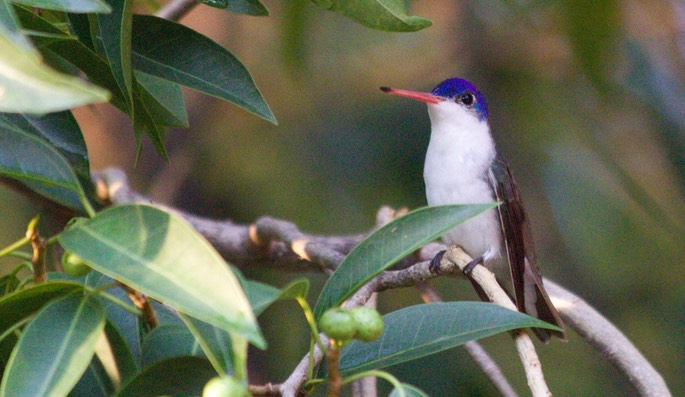 Hummingbird, Violet-crowned14