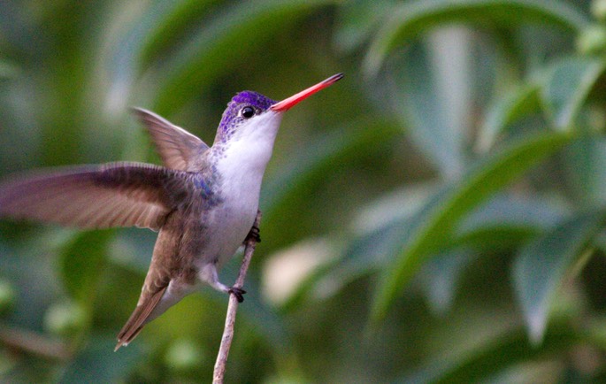 Hummingbird, Violet-crowned13