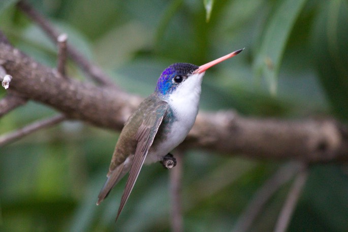 Hummingbird, Violet-crowned3