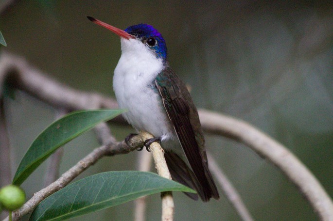 Hummingbird, Violet-crowned5