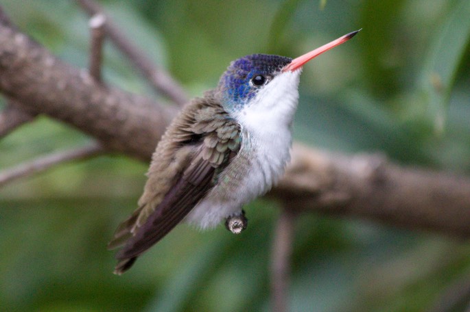 Hummingbird, Violet-crowned8