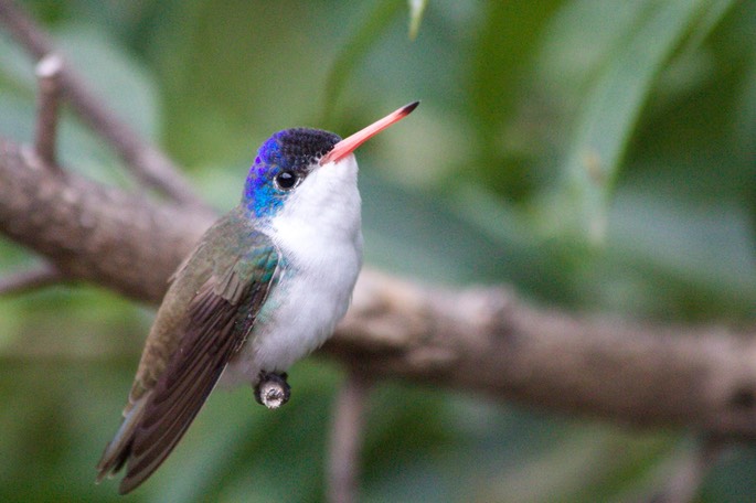 Hummingbird, Violet-crowned9