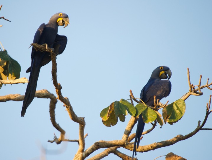 Hyacinth Macaw - Anodorhynchus hyacinthinus1