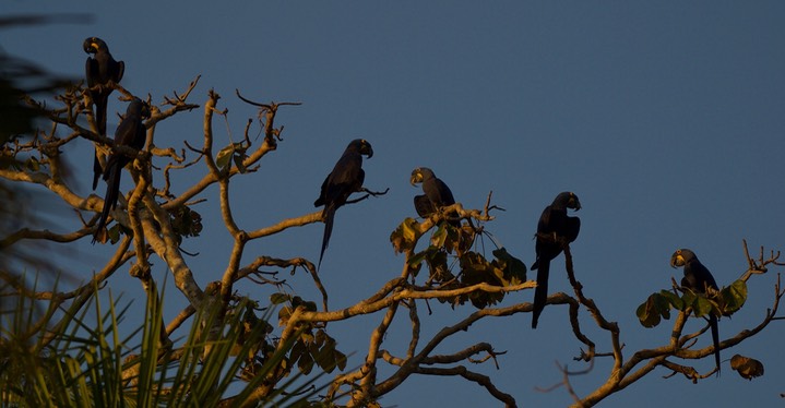 Hyacinth Macaw - Anodorhynchus hyacinthinus2