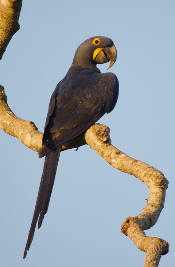 Hyacinth Macaw - Anodorhynchus hyacinthinus3