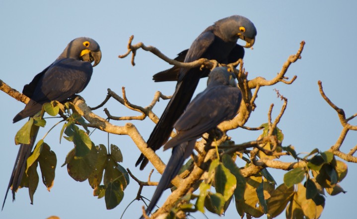 Hyacinth Macaw - Anodorhynchus hyacinthinus4