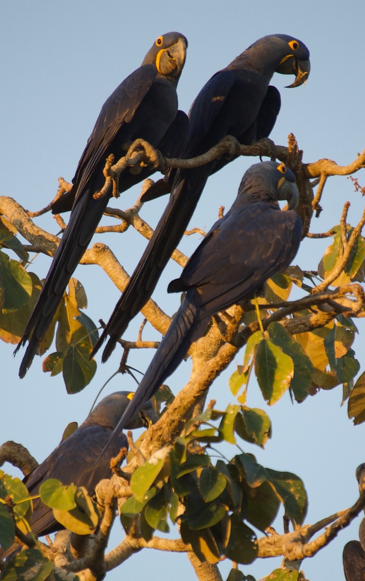 Hyacinth Macaw - Anodorhynchus hyacinthinus5