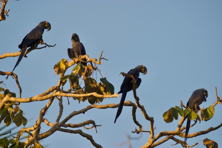 Hyacinth Macaw - Anodorhynchus hyacinthinus