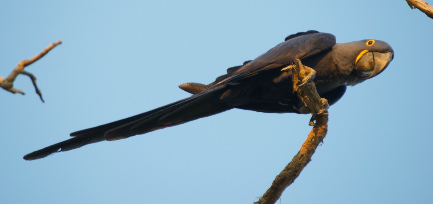 Hyacinth Macaw - Anodorhynchus hyacinthinus6