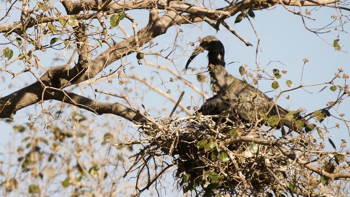 Ibis, Plumbeous a