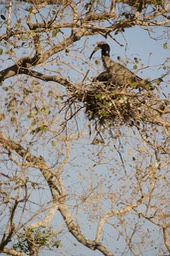 Ibis, Plumbeous b