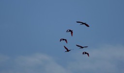 Ibis, Scarlet - Eudocimus ruber - Caroni Swamp, Trinidad1