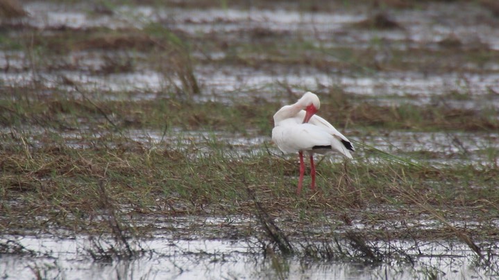 Ibis, White (Texas) 3