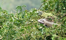 Iguana iguana, Green Iguana, Charlotteville, Tobago1