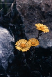 img747