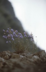 img815