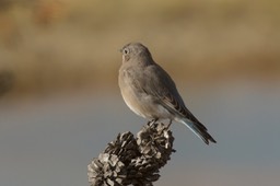 IMG_4923