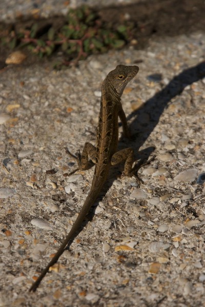 Anole, Brown