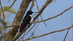 Inca, Collared (Cerro Montezuma, Colombia) 1