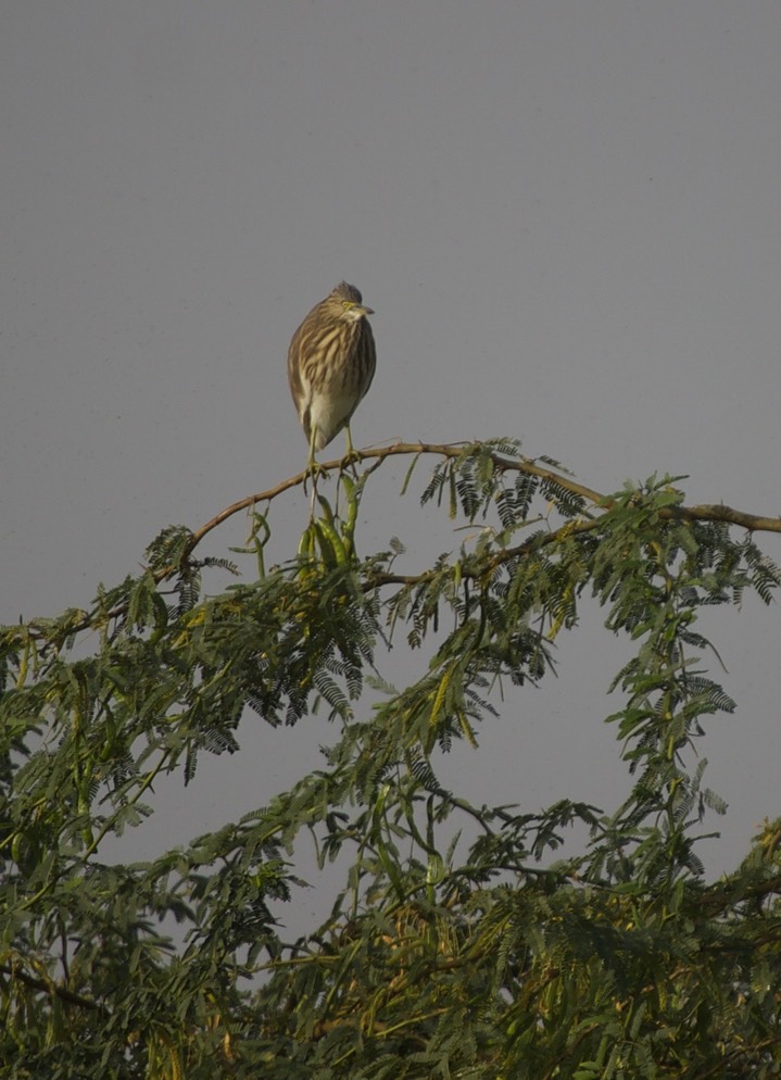Indian Pond Heron, Ardeola grayiig2