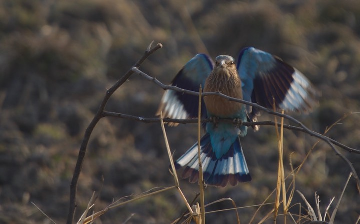Indian Roller, Coracias benghalensis k2